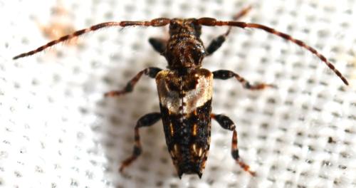 Pogonocherus hispidus